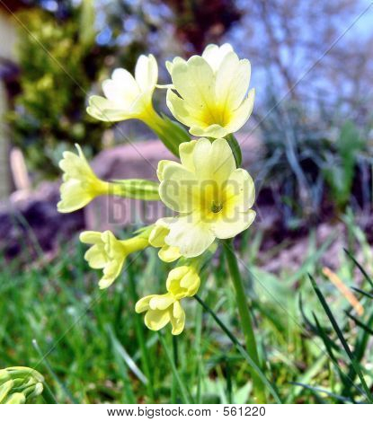 Havens blomster