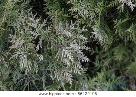Thuja Background