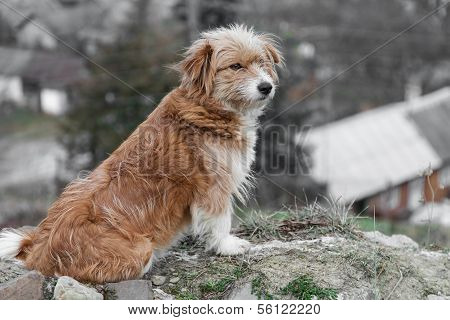 Mongrel Dog