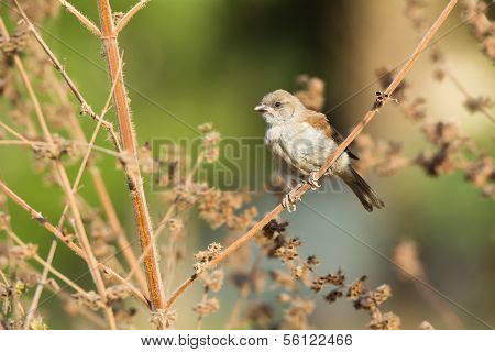 Juvenile Grey-headed Sparrow (passer Griseus)