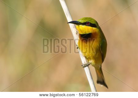 Little Bee-eater (merops Pusillus)