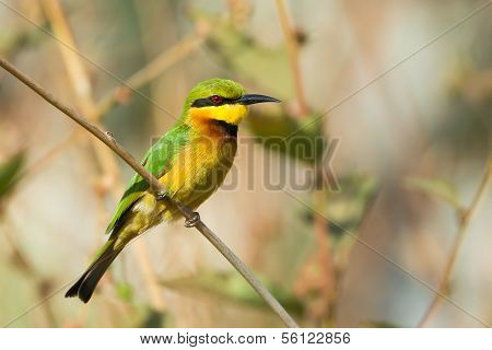 Little Bee-eater (merops Pusillus)