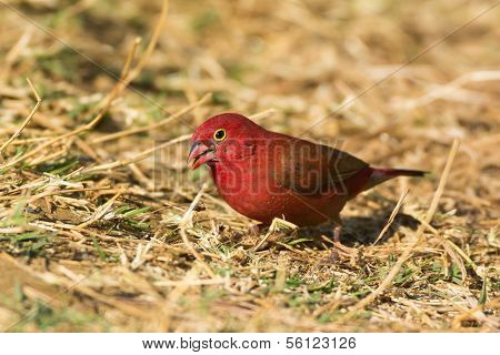 Male Red-billed Firefinch (lagonosticta Senegala)