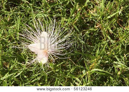 Flower Of Barringtonia Racemosa Tree Showing Long Silky Anthers