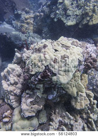 Hawaiian Reef