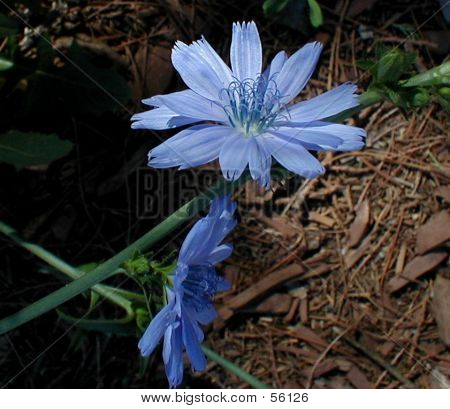 Chicorée Blume