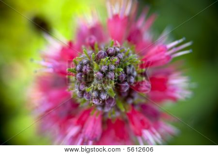 Blomst