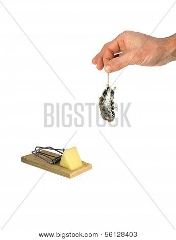 tot graue Maus beim Schwanz hÃ¤ngt in einer Man Hand isoliert