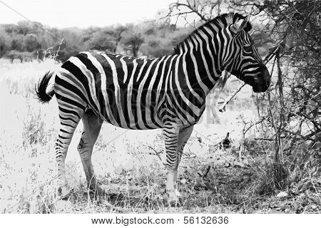 Zebra Standing Black And White Vector