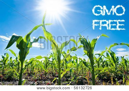 Corn And Sun