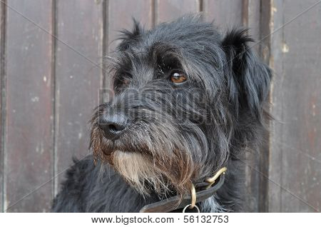 Trusty Terrier