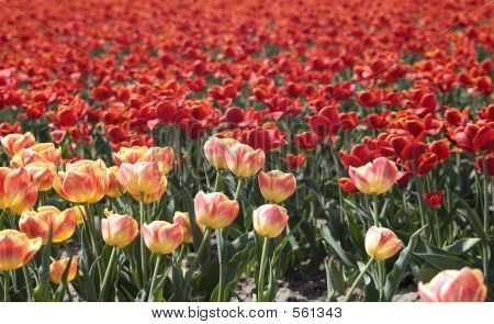 Tulipaner