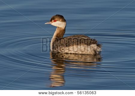 Horned Grebe (podiceps Auritus)