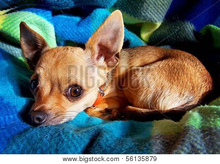 a close up of a chihuahua on a blanket