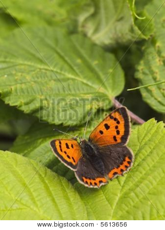 kleine Kupfer am Blatt