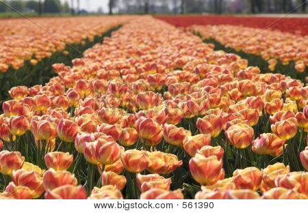 Tulipaner
