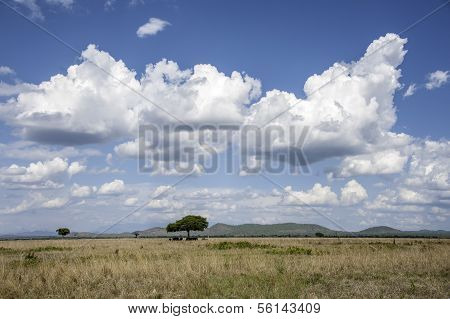 Mikumi National Park
