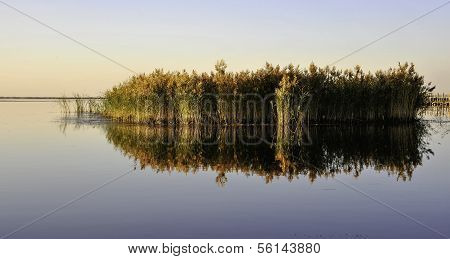 Reed