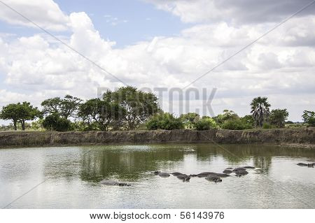 Hippo