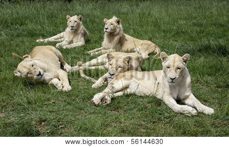 Lion Baby
