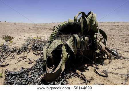 Welwitschia