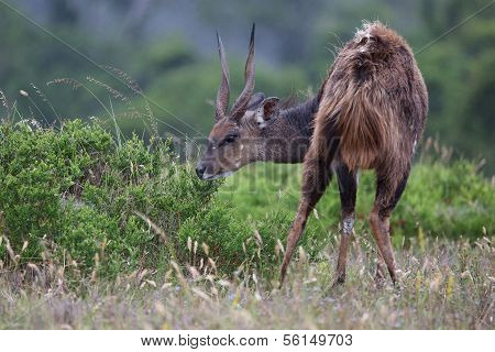 Shy Bushbuck Antelope