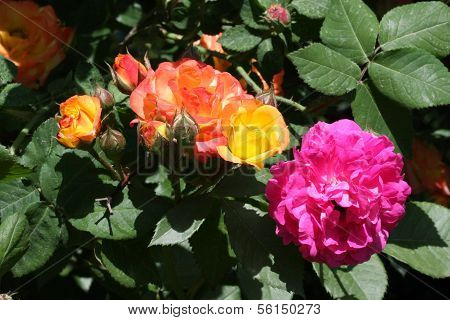 Roses