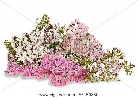 Yarrow