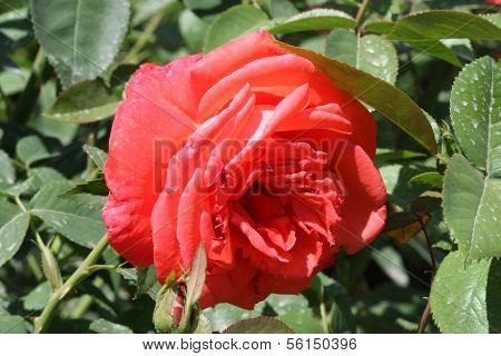 Red Rose
