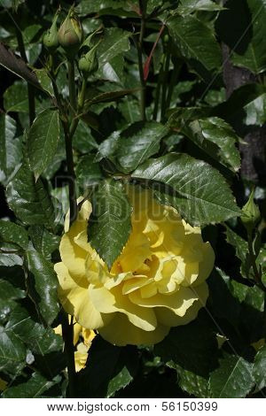 Yellow Rose
