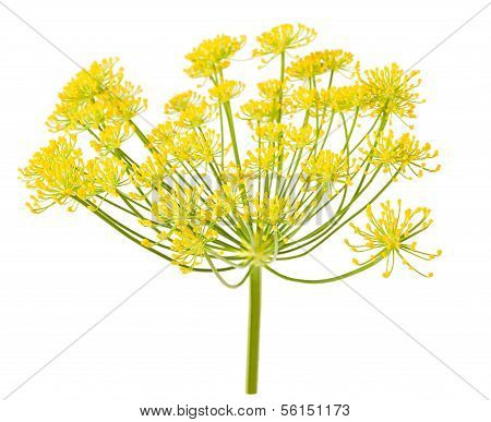 wildem Fenchel-Blumen