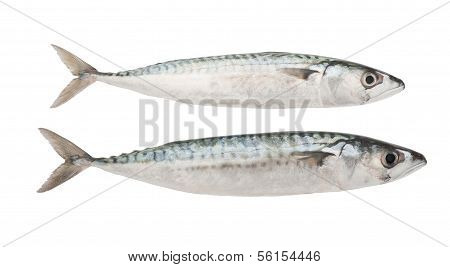 Mackerels