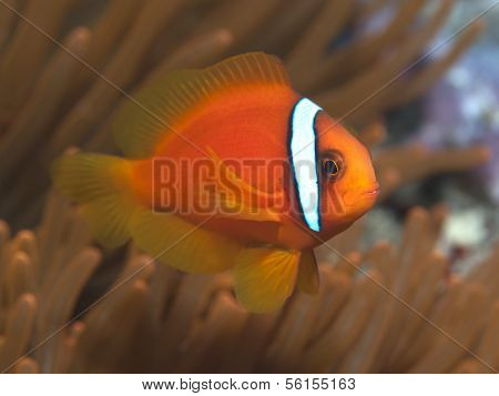 Tomato Clownfish