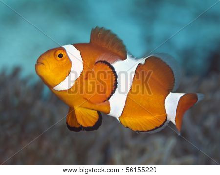 Clown Anemonefish