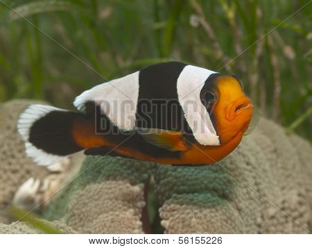 Saddleback Clownfish