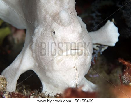 Commerson's Frogfish
