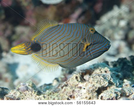 Orange-striped Triggerfish