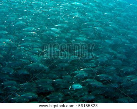 Giant Trevally