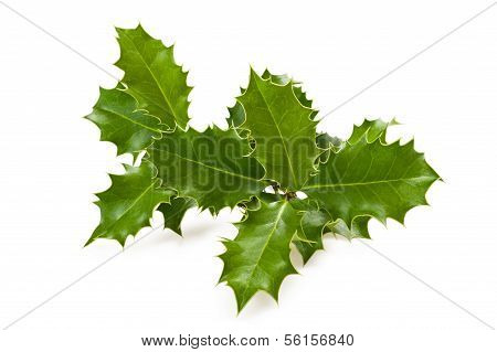 Holly Leaves