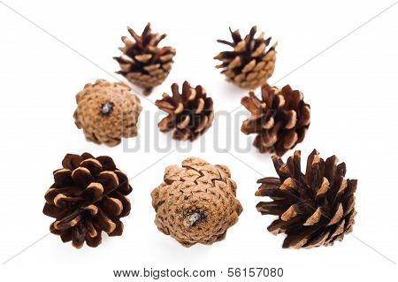 Pine Cones