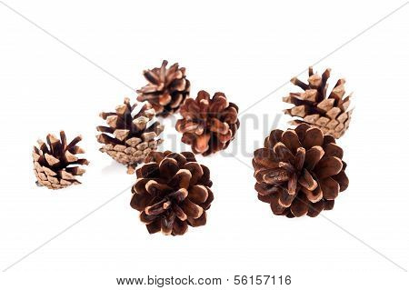 Pine Cones