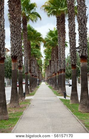 The neverending avenue with palms in Manacor. Majorca Spain