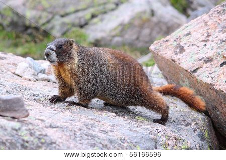 Yellow-bellied Marmot