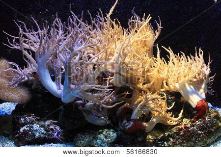 Anemone