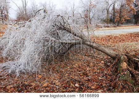 A fallen tree after an ice storm