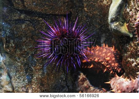 Sea urchins