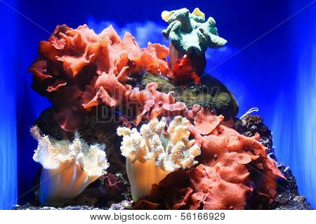 Anemone