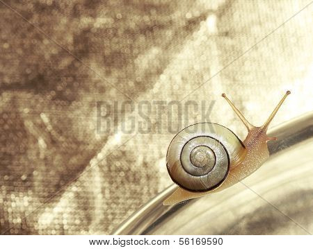 Common Garden Banded Snail Crawling On Metallic Background