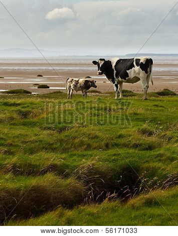 Holstein Friesians On The Solway