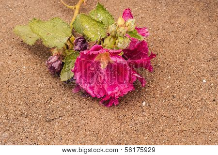Last Hollyhock Blossoms